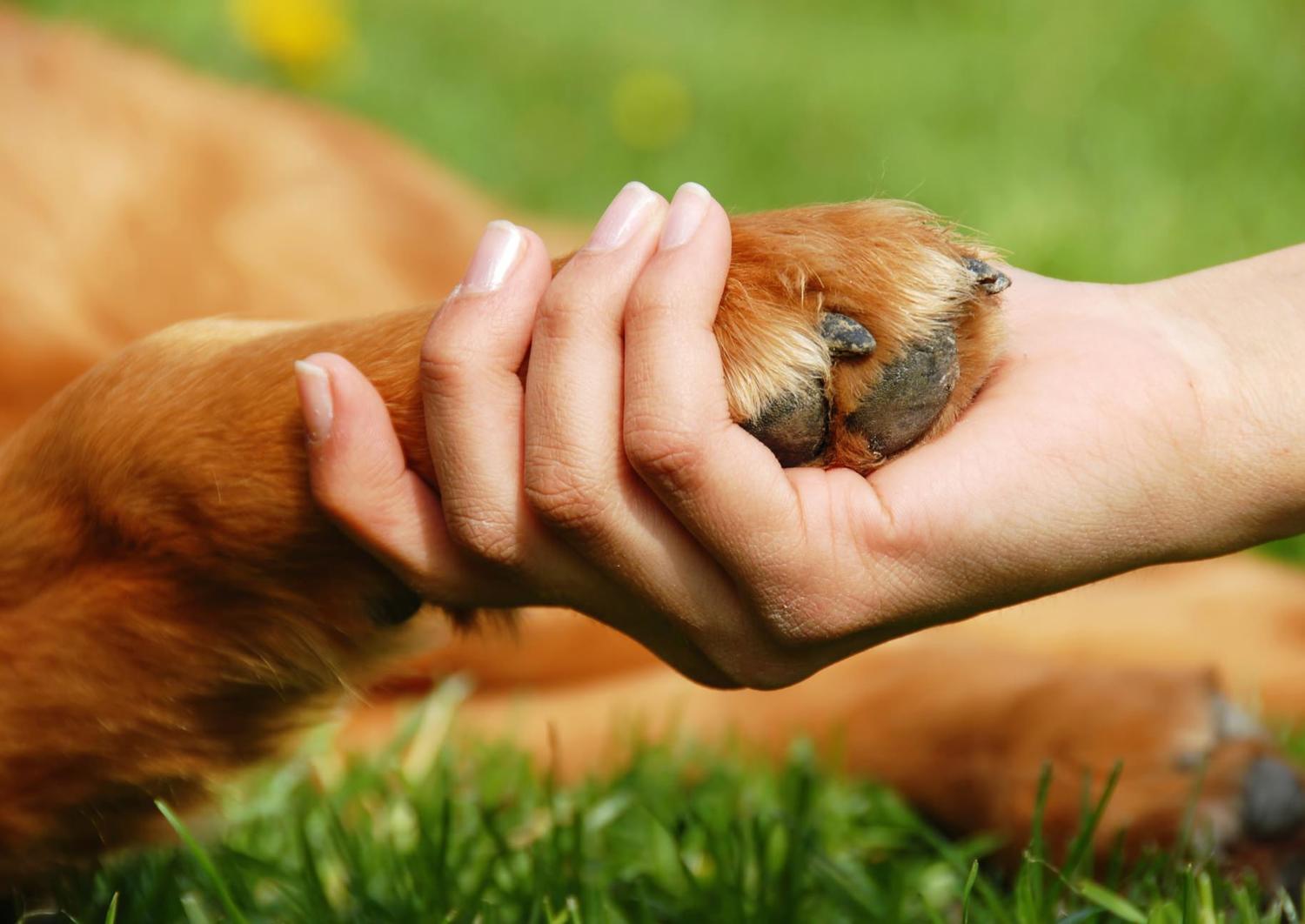 Até os animais tem anjos