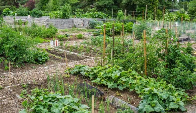 Horta Orgânica Comunitária