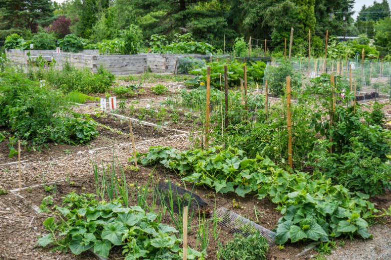 Horta Orgânica Comunitária