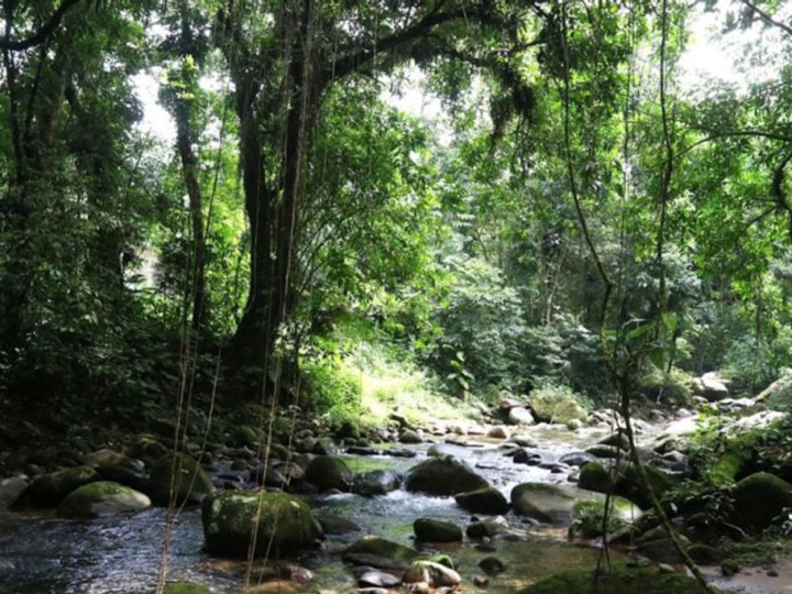 Reflorestamento em Cachoeiras de Macacu