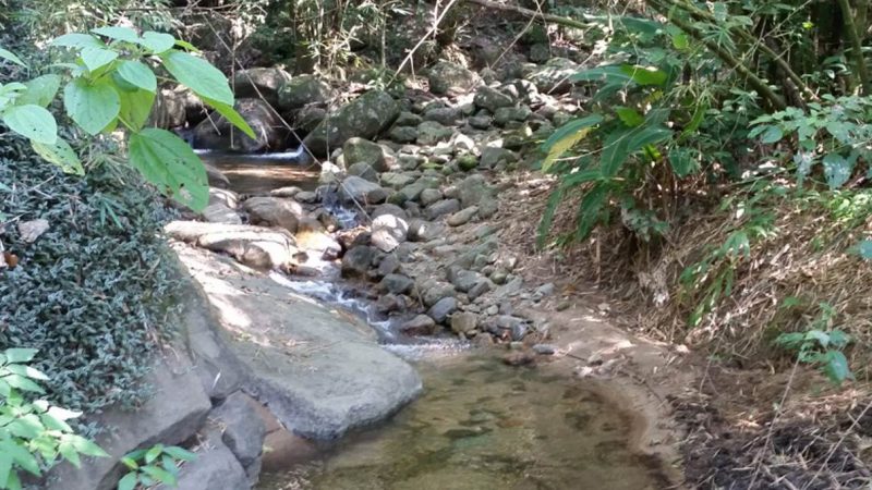 Reflorestamento e Recuperação de Nascentes em Cachoeiras de Macacu
