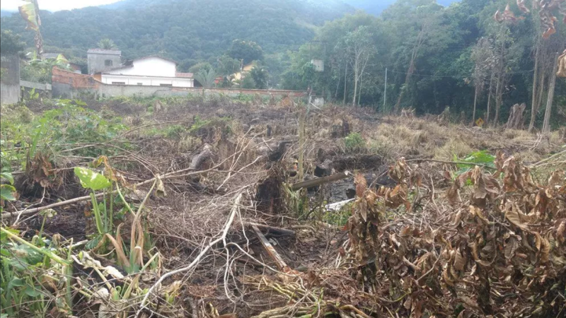 Desmatamento e Suas Consequências
