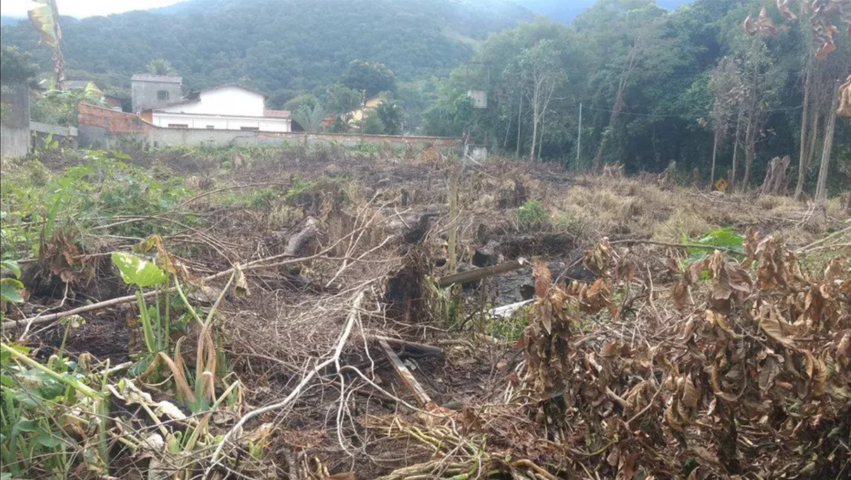 Desmatamento e Suas Consequências