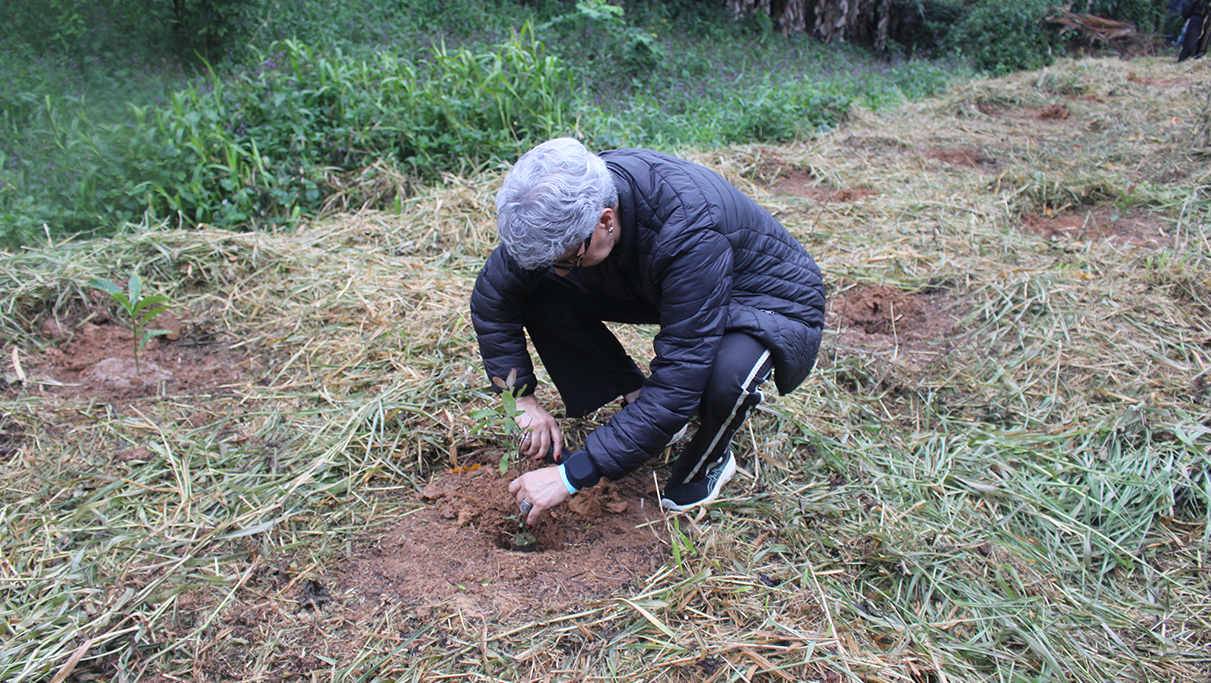 Reflorestar Para Mitigar Mudanças Climáticas
